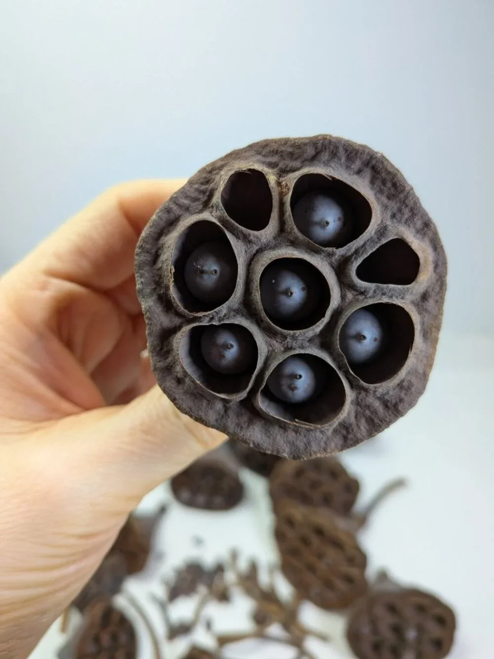 Dried Lotus Pods Pine Cones 35 pc Lot Craft Floral Arrangement Decor Botanical